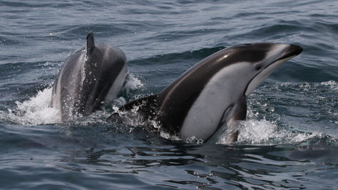 Dolphin Season 2025: Fieldwork Blog