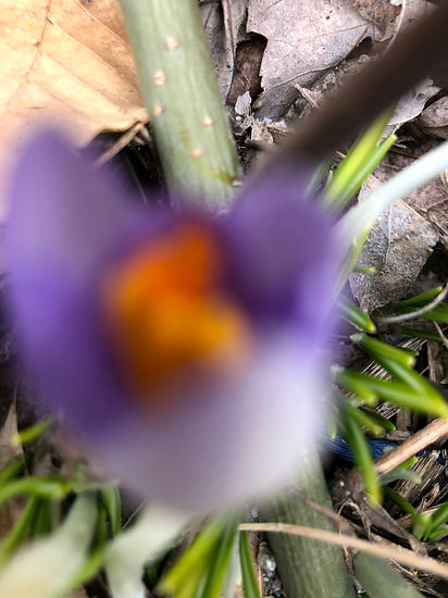 IMG_3823.jpeg