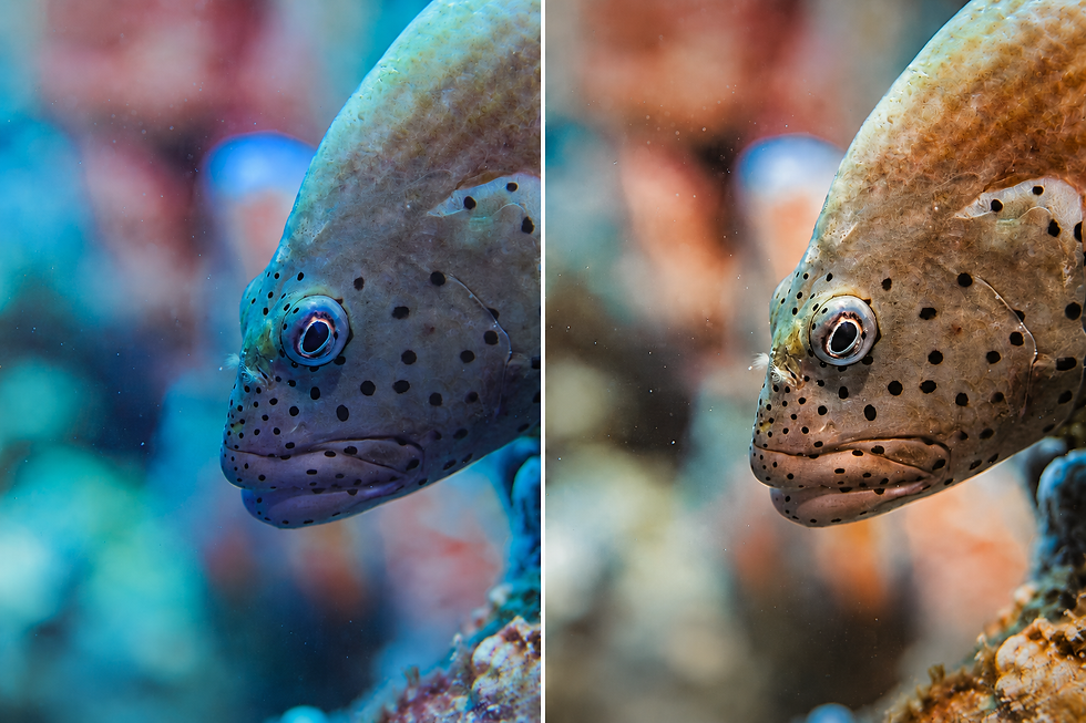 fish photo before and after correction