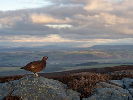 Dear Chris Packham . . .