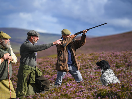 EXCELLENT ARTICLE "IN DEFENCE OF THE GROUSE SHOOTING EXEMPTION"