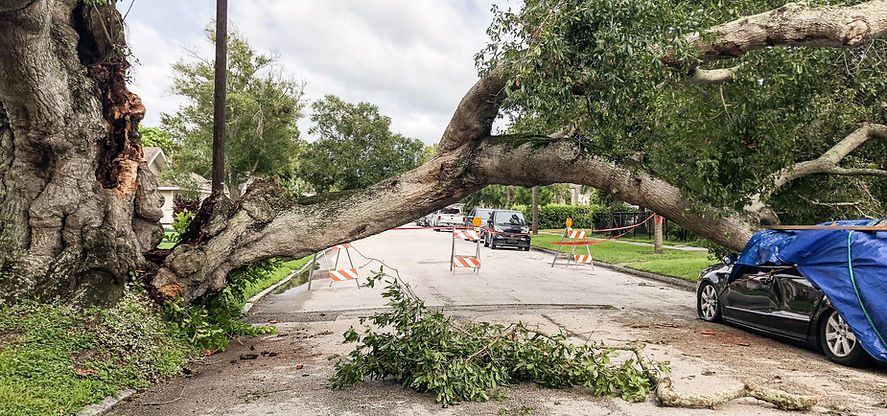 a-damaged-tree-and-car-from-hurricane-2024-12-06-12-34-41-utc.jpg