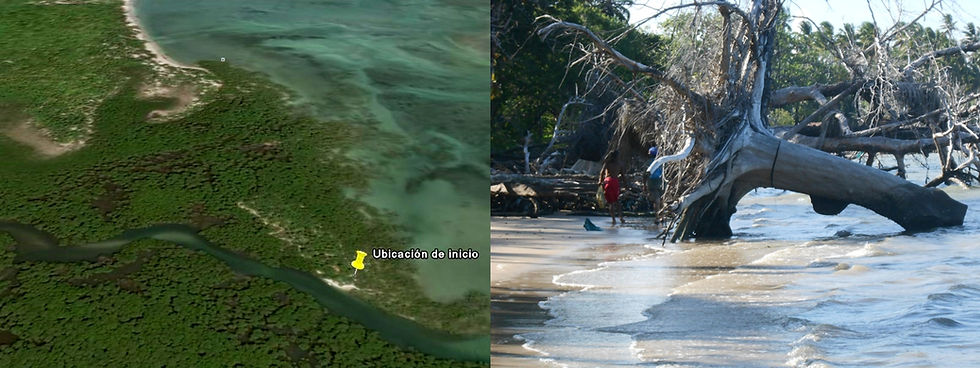 Nosso mangue com sua trilha intata e a 5° praia com suas arvores derrubadas pela erosao marinha