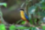 THATTEKAD-WILDLIFE-SANCTUARY-TRIP-TO-KERALA-6.jpg