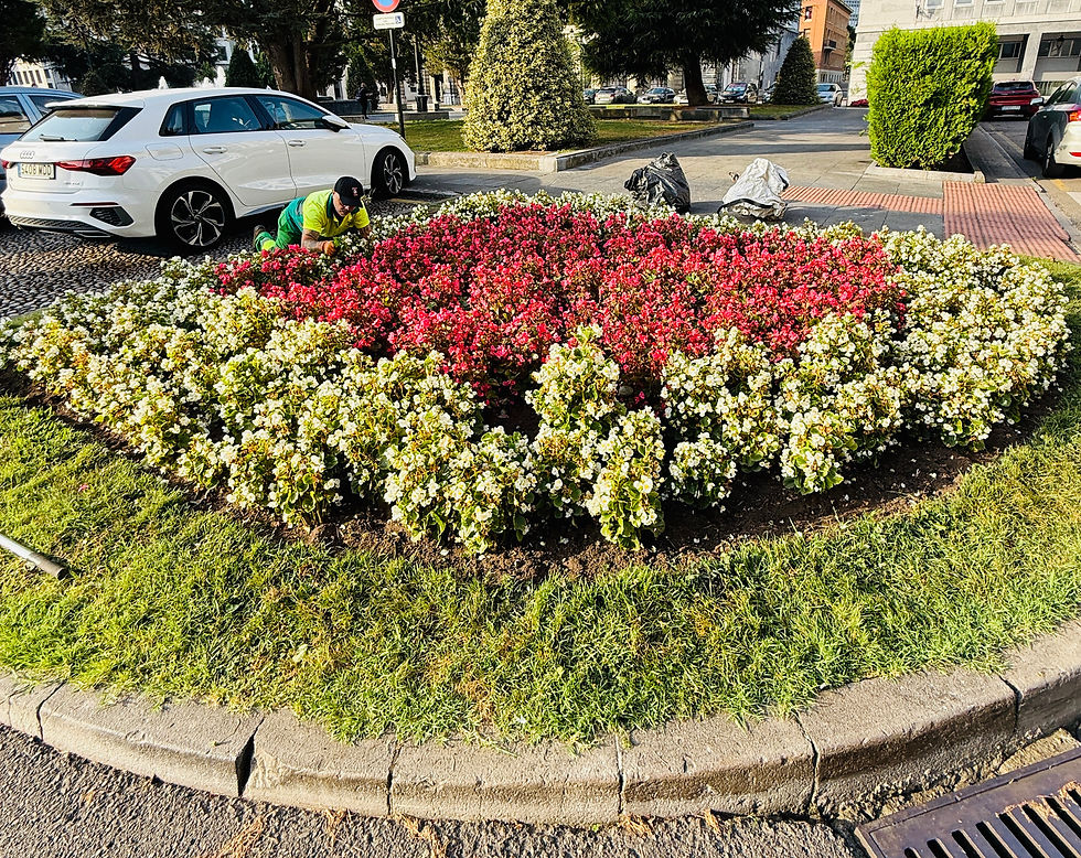 Gardener in bright attire tends to colorful flower bed, surrounded by white and red blooms. White car parked nearby; urban street scene.
