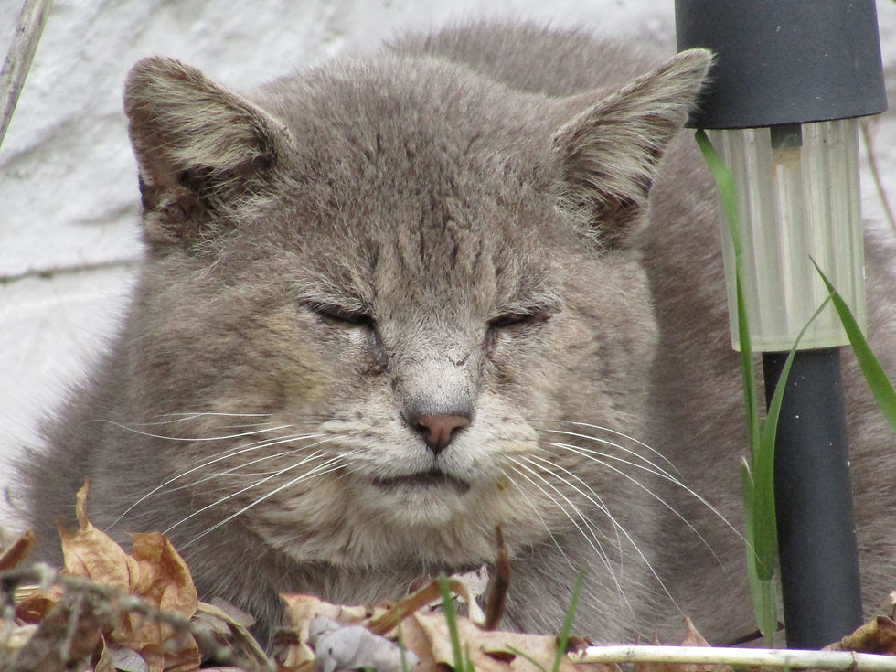 Scarred gray & white cat