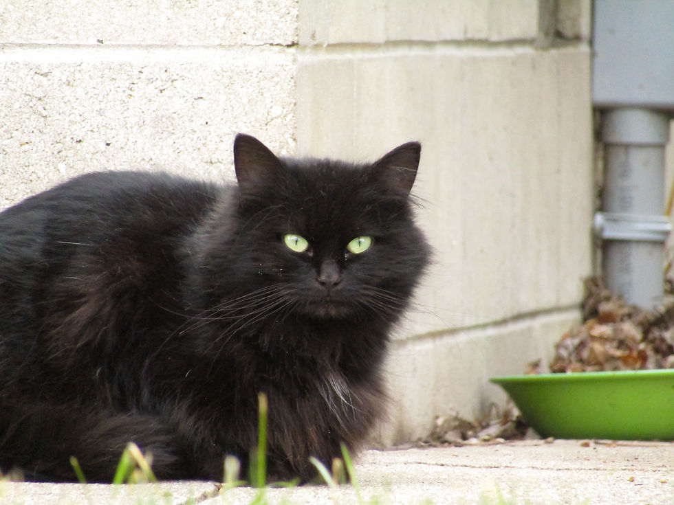 Black community cat