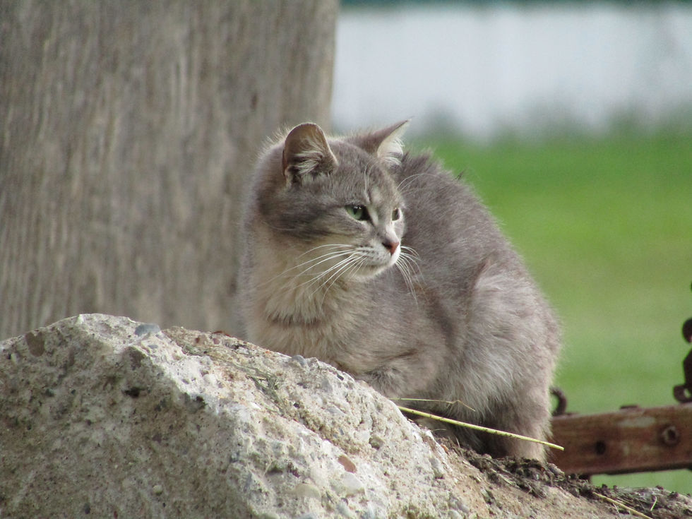 Scout overlooking our operation