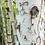 Thumbnail: White Willow Bark