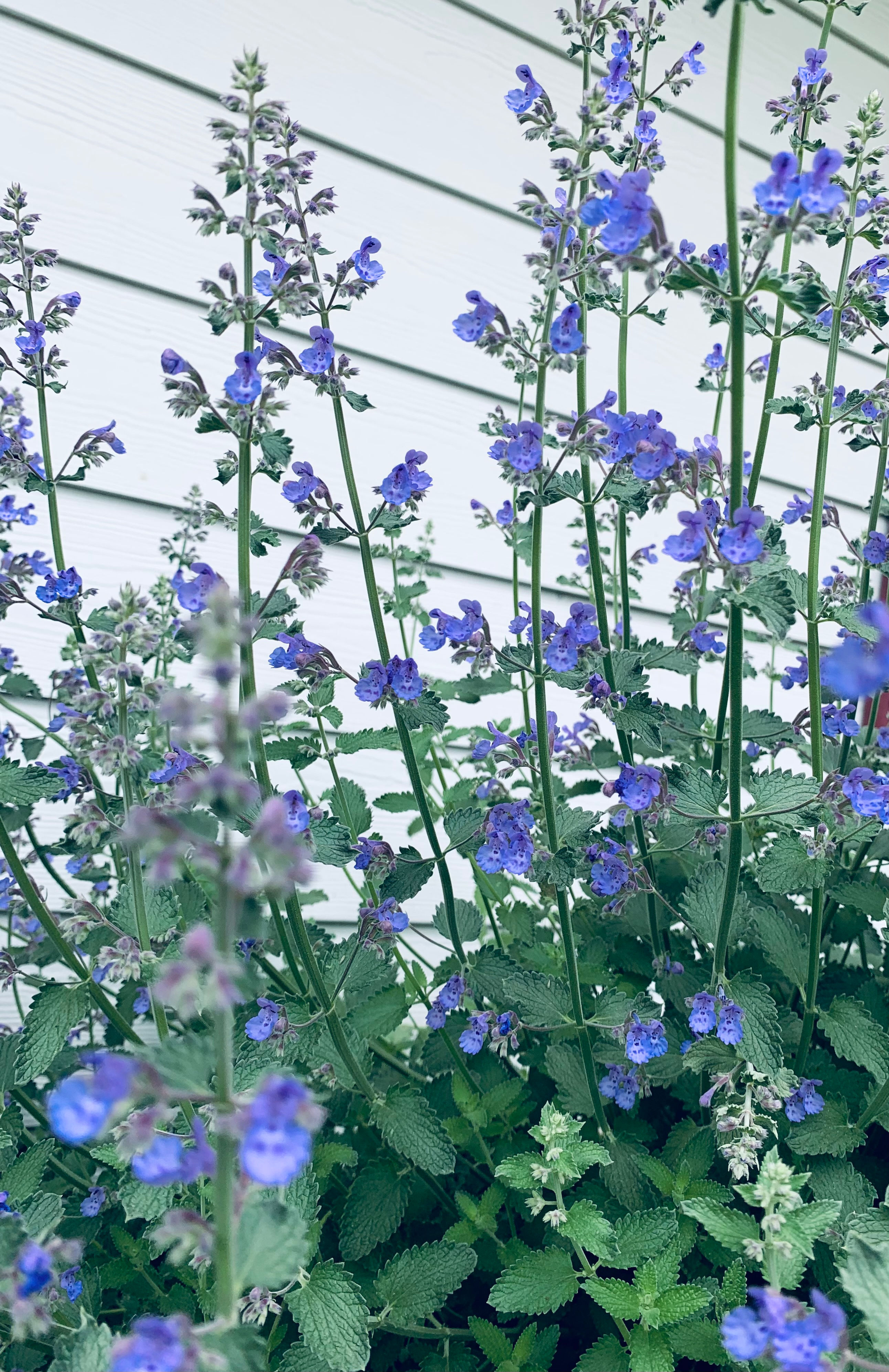 Organic Home grown Catnip