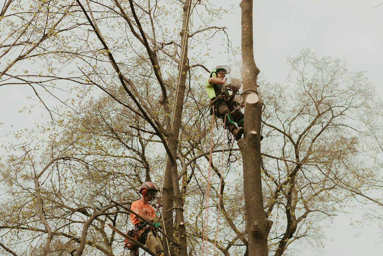 Tree Removal by Momentum Tree Experts in Southern Michigan