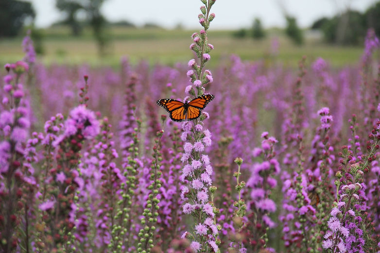 Wildlife Habitat (1).jpg