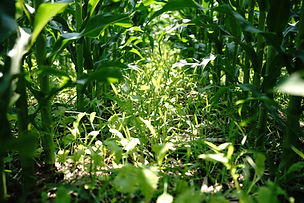 Agriculture (4) Cover Crops.JPG