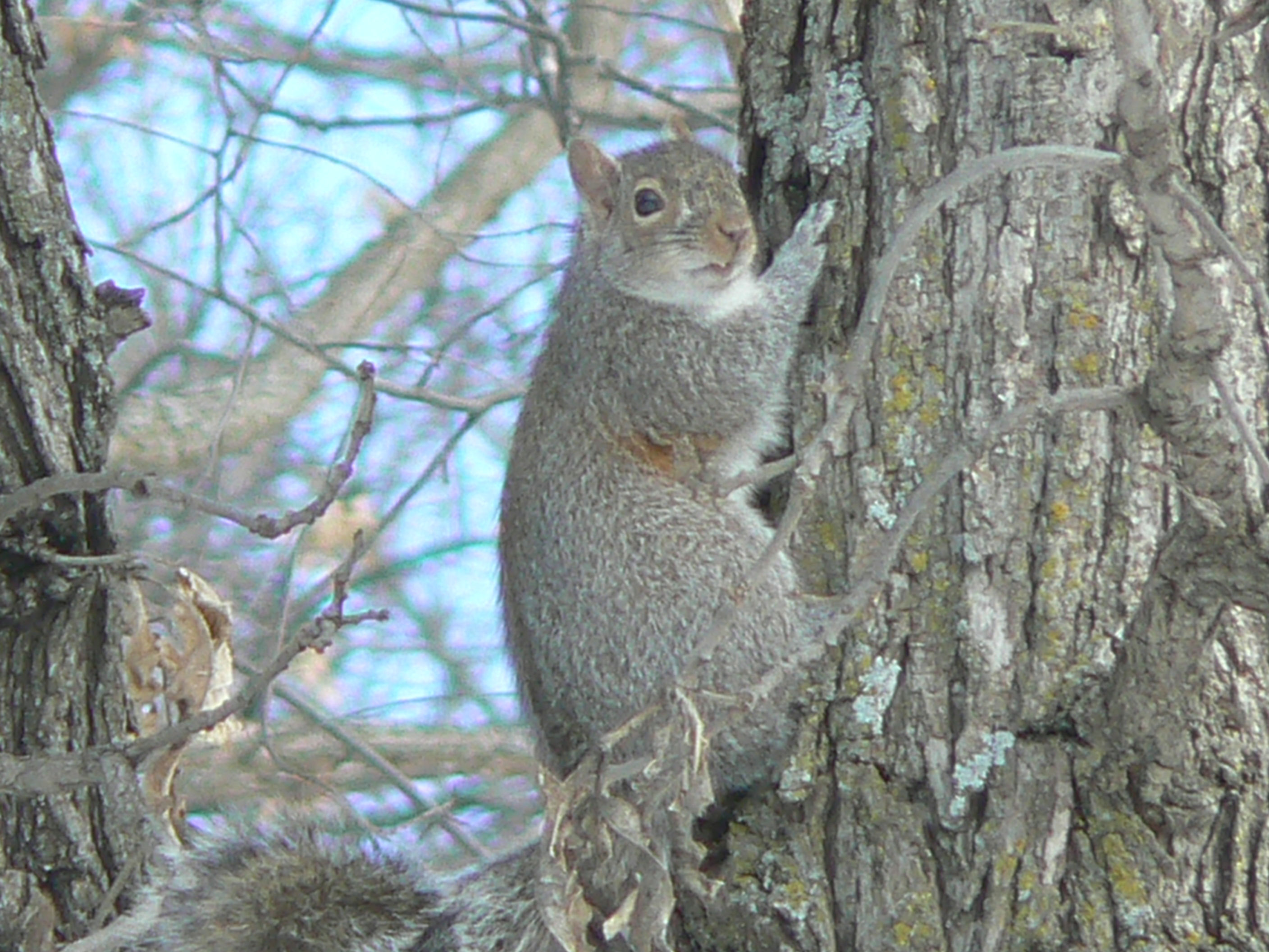 Wildlife Pack (bundle of 25)