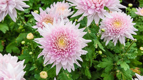 Tranquility and the Power of Chrysanthemum Benefits