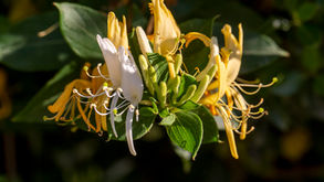 The Benefits of Honeysuckle for Stress and Anxiety