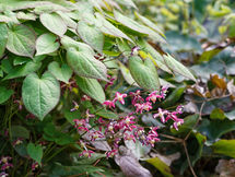 Exploring the Benefits of Horny Goat Weed for Men's Health