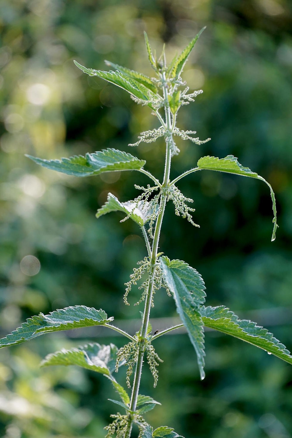 A wild stinging nettle plant.