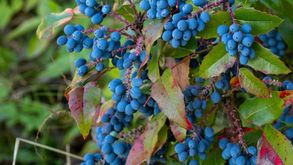 The Power of Antioxidants in Longevity Nutrition
