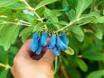 Lonicera Berry as a Natural Immune Booster