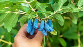 Lonicera Berry as a Natural Immune Booster