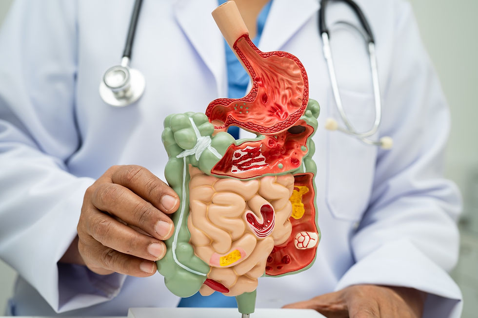Doctor in white coat holds a colorful anatomical model of the digestive system, displaying stomach and intestines, with stethoscope in view.