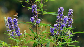 Chasteberry and Its Impact on Women’s Health