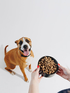 A dog looking up at a bowl of kibble