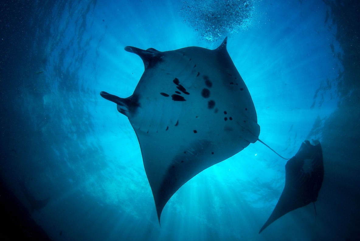 Majestic reef manta ray swimming in the crystal-clear blue waters of Manta Point, Nusa Penida, Bali.