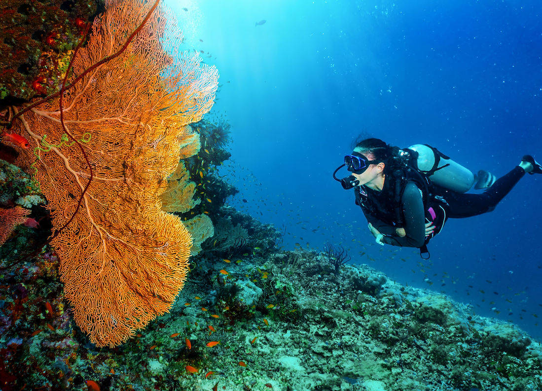 Female scuba diver admiring a large vibrant sea fan at a Racha Islands dive site near Phuket, Thailand.