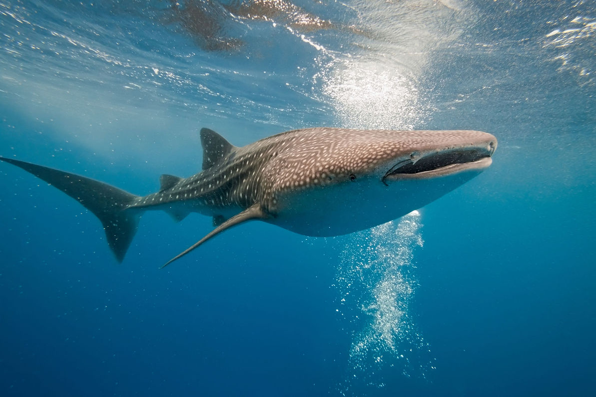 Scuba divers spotting a massive whale shark swimming overhead in the crystal-clear waters of the North Andaman Sea, Thailand.