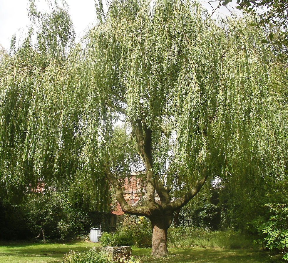 Willow Welshpool, Vicarage