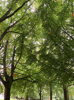 _IMG_8002 copy just leaves.jpeg