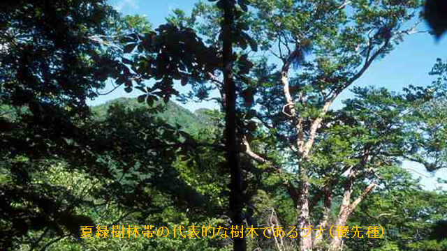 夏緑樹林帯 Upogebiid
