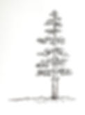 Pine