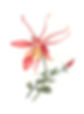 Columbine