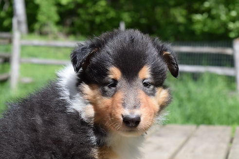 DSC_0206.JPG