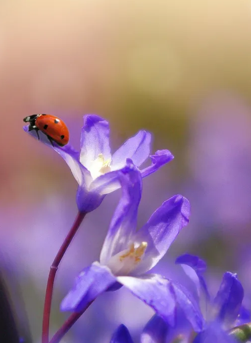 A esquerda e as pautas ambientalistas