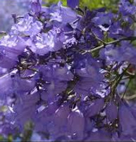 Jacaranda Madère-déambulations européennes