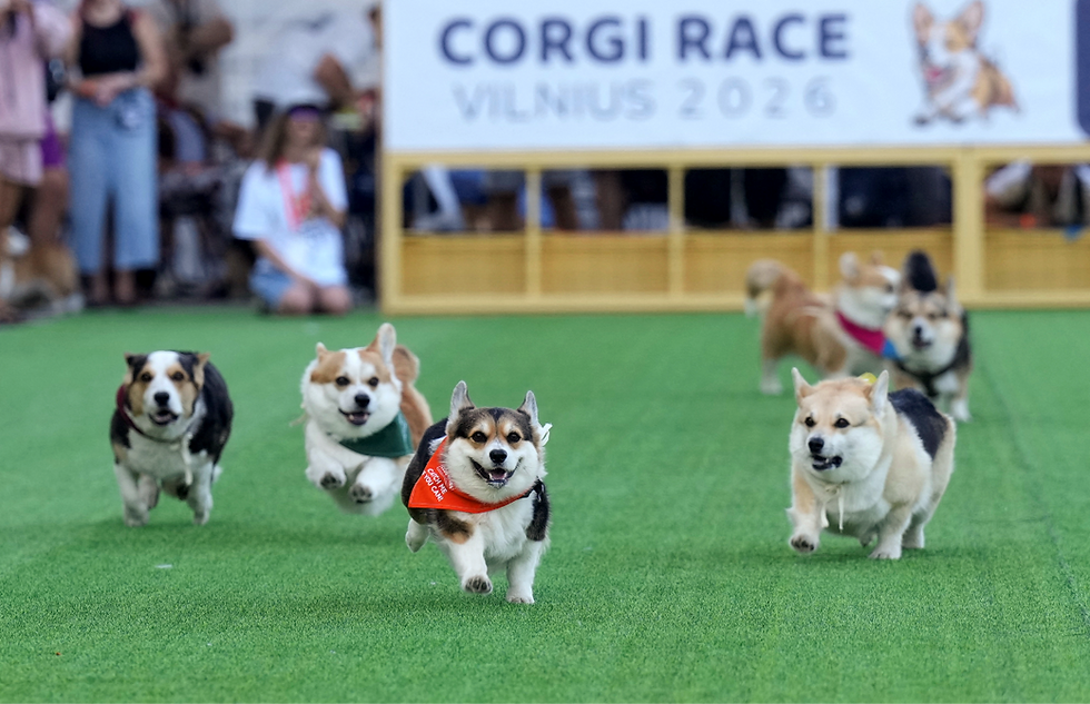 Lithuania's racing corgis run at their own pace