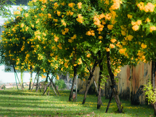 רמת גן הירוקה: חגיגות ט״ו בשבט ברחבי העיר הופכים את החג ללוהט במיוחד