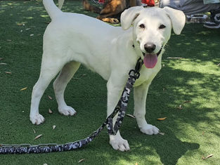 הבו לכם חבר לקיץ: יום אימוץ כלבים מיוחד יתקיים בשכונת חרוזים