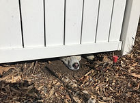 IMG_9129.jpeg