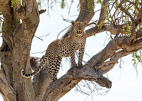 Nature Photographer