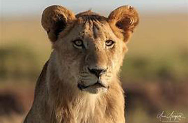 No shadow transparent short.png