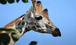 Миколаївські пригоди