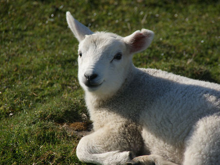 New Life Abounds