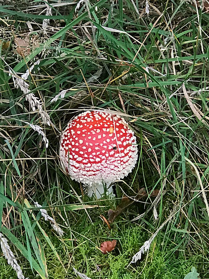 IMG_6009.jpeg