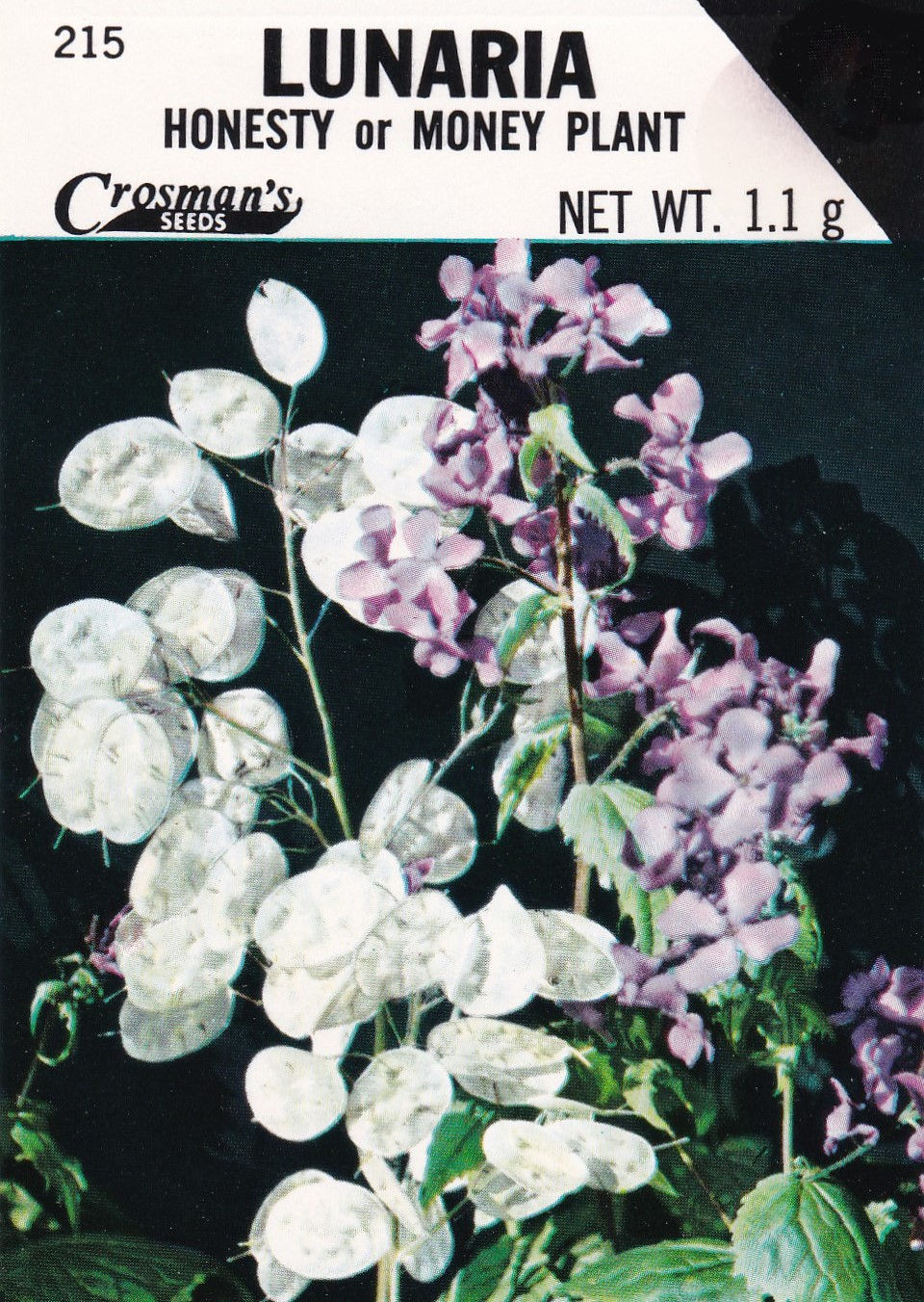 Lunaria: Honesty or Money Plant