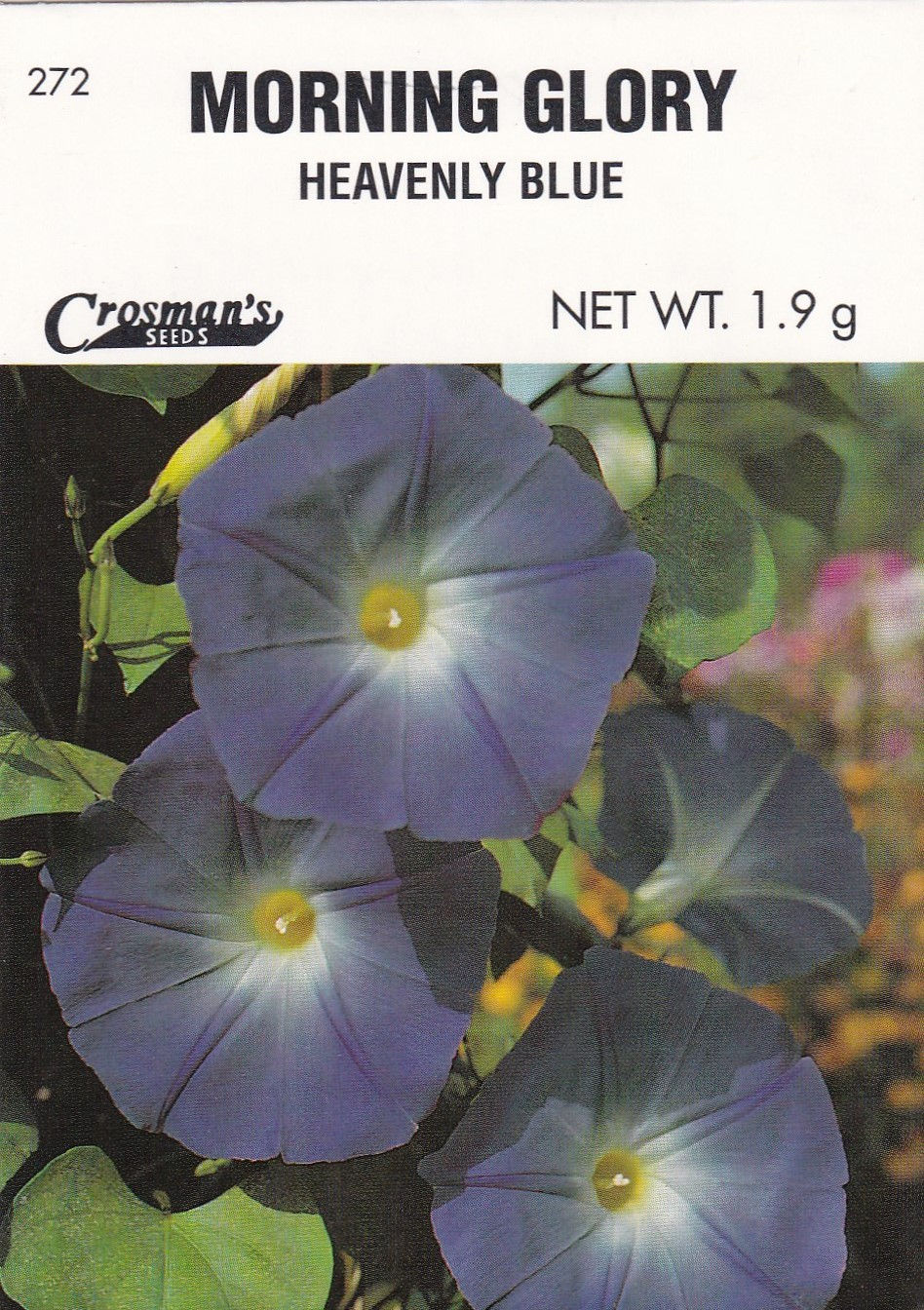 Morning Glory: Heavenly Blue